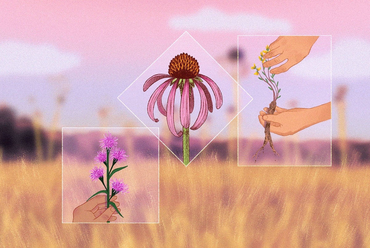 The guerilla campaign to save a Texas prairie from "silent extinction"
